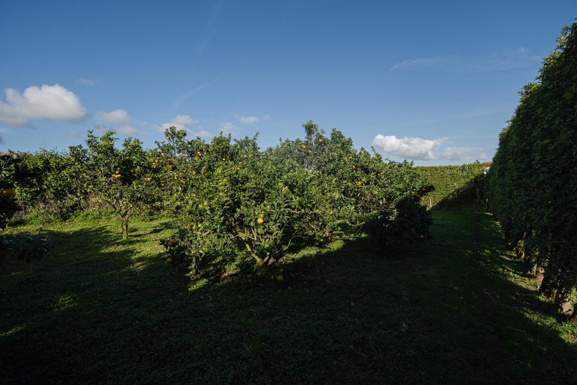 Вилла Quinta Do Ferreiro Понта-Делгада Экстерьер фото